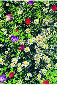 Vloerkleed Brink & Campman Kaleidoscope Botanic 16807 Vloerkleed Brink & Campman Kaleidoscope Botanic 16807